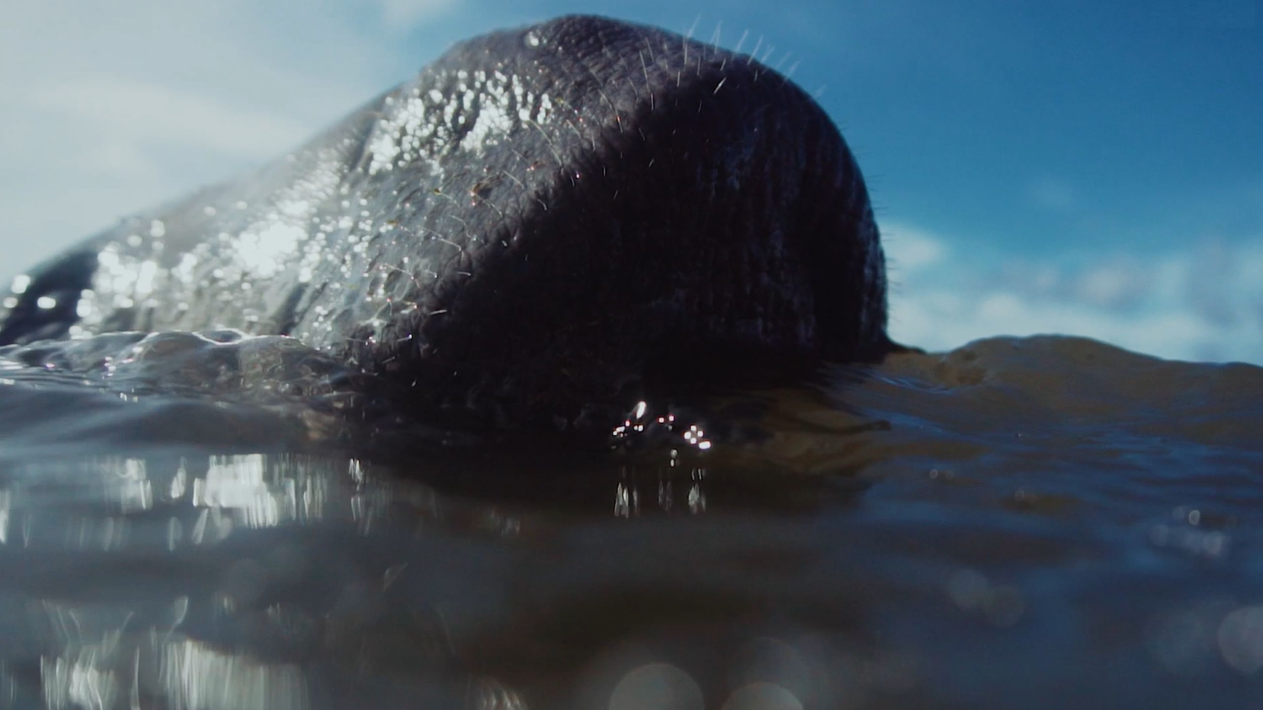 História do peixe-boi-marinho “Astro” é retratada em documentário