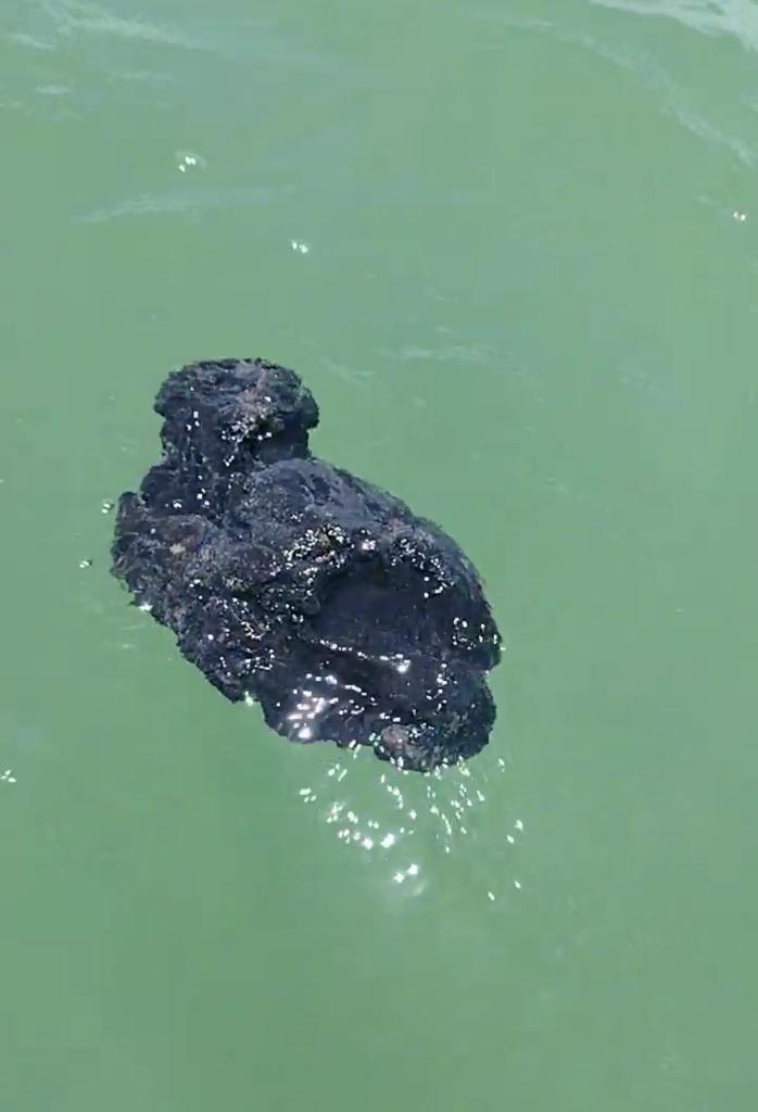Fragmentos de óleo aparecem no litoral norte da Paraíba, local de ocorrência de peixes-bois-marinhos
